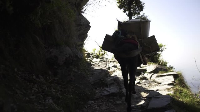 Unrecognizable male and two burdened mules walking on narrow mountain path on sunny day near Dharamsala, India
