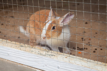 Rabbit in a lovely cage