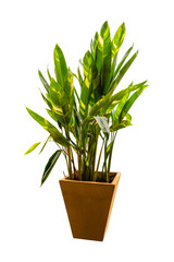 Dieffenbachia in flowerpot isolated on white background. with clipping path