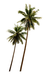 Coconut tree. isolated on white background with a high resolution suitable for graphic. with clipping path