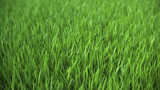 Looped animation of flying over a green lawn in 4k ultra HD