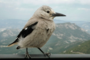 bird perched on railing near mountains