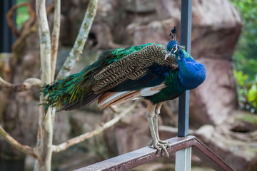 Peacock is a poultry species is characterized by long hair with colorful tail. When it expands to show off the female is very beautiful.