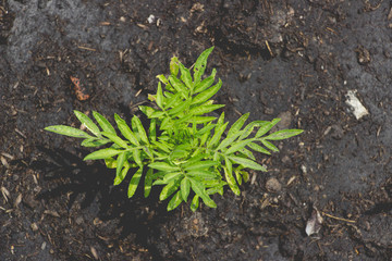 little green plant on soil