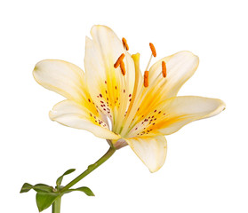 Fototapeta na wymiar Single stem with a bright yellow lily flower isolated