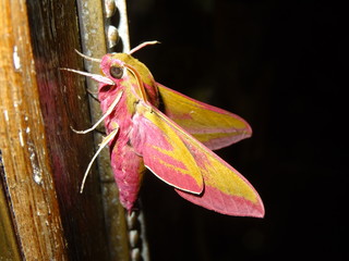  Elephant Hawk Moth, Deilephila elpenor.