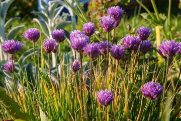 Obraz premium Природа / Nature
