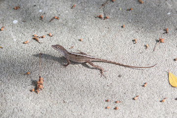 Lizard / Ящерица