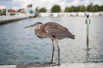 Bird / Птица