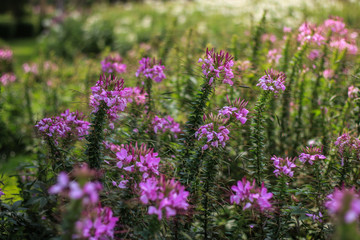 beautiful purple flowers in the garden