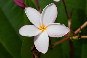 Цветок / Flower