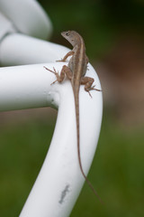 Lizard / Ящерица