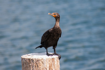 Bird / Птица