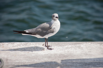 Bird / Птица
