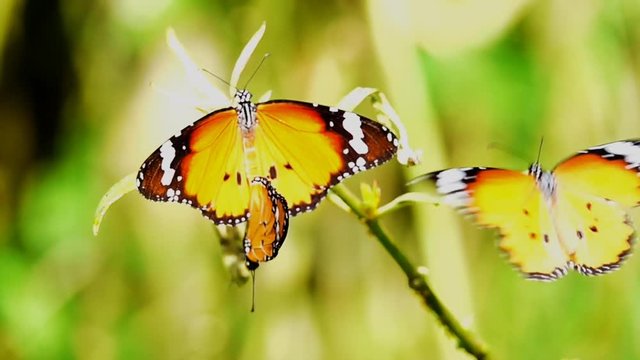  HD 1080p slow motion Thai beautiful butterfly on meadow flowers nature outdoor