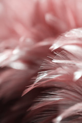 Obraz premium Blur Bird chickens feather texture for background, Fantasy, Abstract, soft color of art design.