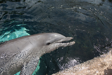 Дельфин / Dolphin