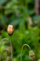 Fluffy poppy buds