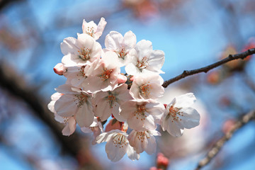 Japanese landscape with cherry blossoms