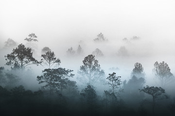 silhouette of multiple layers tropical rain forest forest covered by misty vapor morning fog. Dreamy daybreak in a beautiful plain with row of trees in natural park, Slang Luang, Thailand.