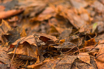 Rotting autumn leaves, soft focus