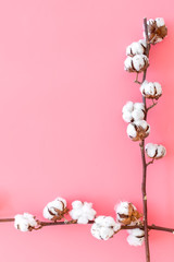 Branch of cotton on pink background top view copy space