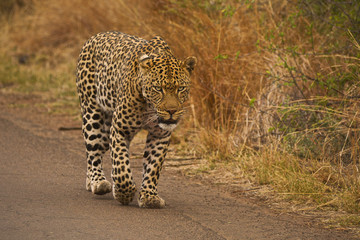 Male leopard walking down the road marking his territory 