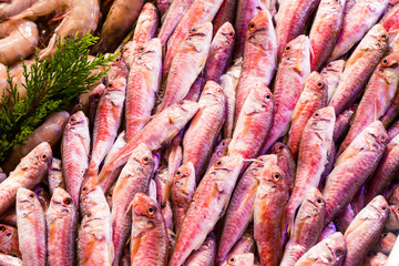 Fresh fish in ice, on sale in the market. Many varieties of different fish from the sea and ocean. Shrimp is an ingredient for making delicious dishes. Showcase in the fish restaurant.