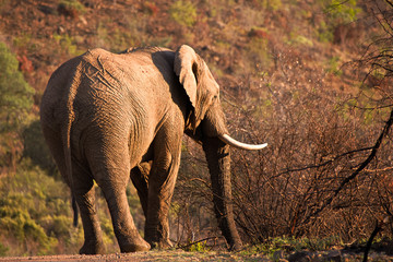 African Elephant bull browsing on top of a ridge in the early morning light