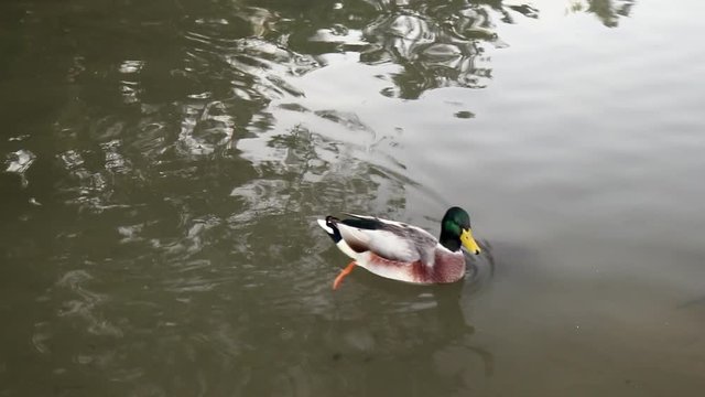 Group of male and female ducks swimming gracefully in shallow water in a park pond Milan, Italy. 
Shot with a Canon 80D in daylight.
