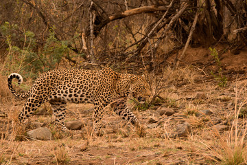 Large African Leopard Male walking and marking territory 