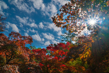 日差しの降り注ぐ秋の紅葉
