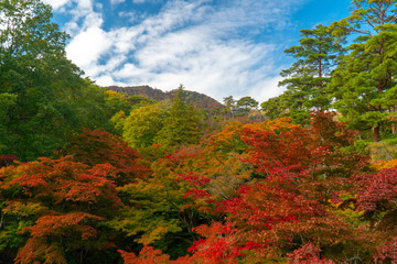 Fototapeta premium 日差しの降り注ぐ秋の紅葉