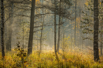 Obraz premium Frost melts on the grass from the sun.