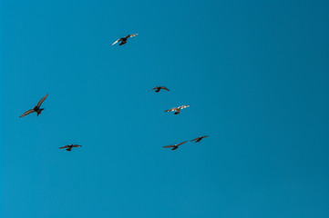 Fototapeta premium Dove in flight , Pigeons fly / Pigeons are flying in the sky