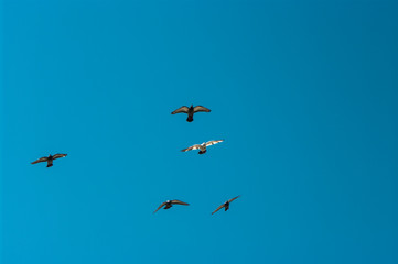 Dove in flight , Pigeons fly / Pigeons are flying in the sky