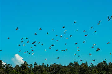 Dove in flight , Pigeons fly / Pigeons are flying in the sky