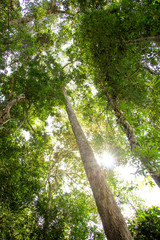 Fototapeta premium Big tree in forest
