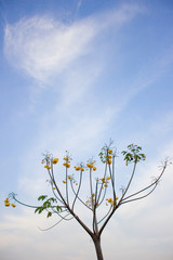 Marigold tree on the blue sky