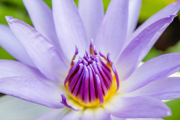 Close up purple lotus