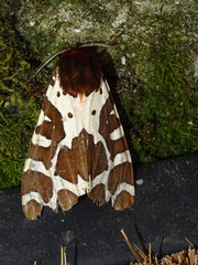Garden Tiger Moth, Arctia caja