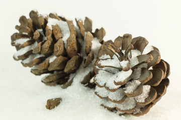 Pine cones on snow image background.