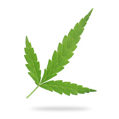 Green fresh of marijuana leaf isolated on white. Saved with clipping path