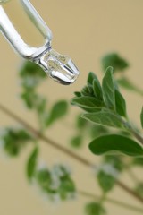 marjoram essential oil in a glass pipette and  green sprigs of marjoram on a light beige background.Organic Natural Oil