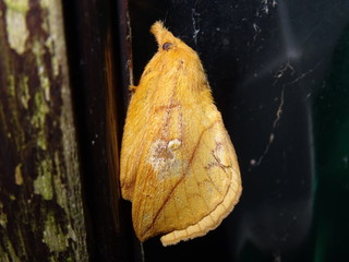 Drinker Moth, Euthrix potatoria, female
