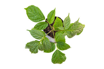 Young green broken bones or Oroxylum indicum, midnight horror tree isolated on white