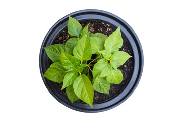 Top view young fresh Thai chilli tree in garden pot isolated on white. Saved with clipping path