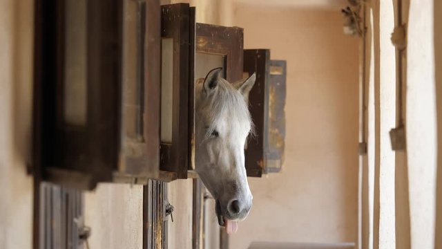 Horses heads out from wooden window, animal chewing in the stable