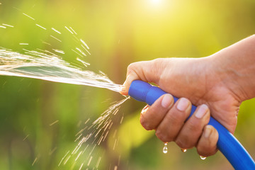 Hand holding water hose and watering to the plant in outdoor garden