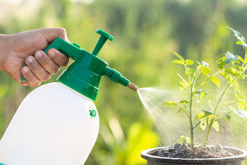 Hand holding watering can and sprayign to young plant in garden
